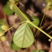 Indigofera nummulariifolia (L.) Livera ex Alston